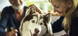 beneficios-cao-para-idosos-blog-green-house-senior2